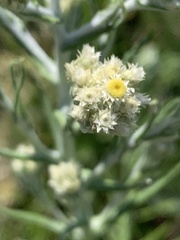 Pseudognaphalium oligandrum