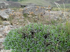 Grindelia ventanensis