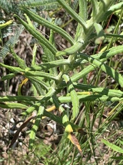 Pseudognaphalium oligandrum