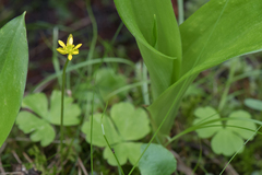 Ranunculus lapponicus