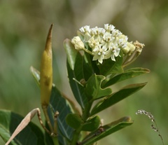 Asclepias mellodora