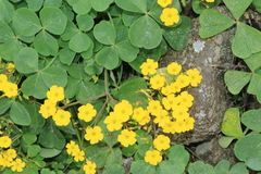 Oxalis megalorrhiza