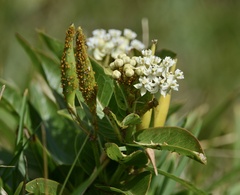 Asclepias mellodora