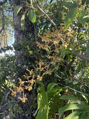 Dendrobium discolor