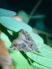 Hypena varialis