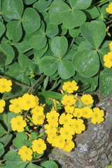 Oxalis megalorrhiza