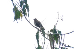Turdus ignobilis