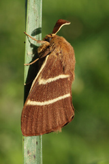 Macrothylacia digramma