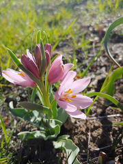 Fritillaria pluriflora