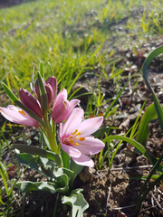 Fritillaria pluriflora