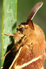 Macrothylacia digramma