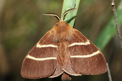 Macrothylacia digramma
