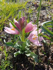 Fritillaria pluriflora