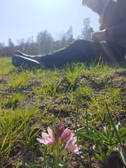 Fritillaria pluriflora