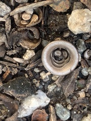 Cyathus olla