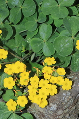 Oxalis megalorrhiza