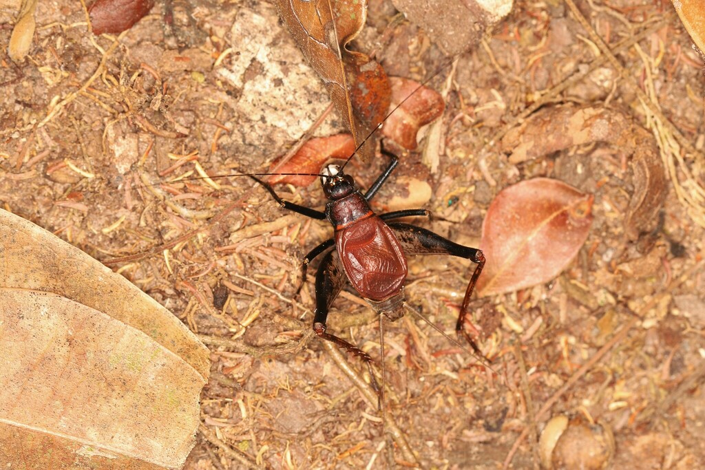 Palpigera