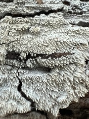 Hyphodontia arguta