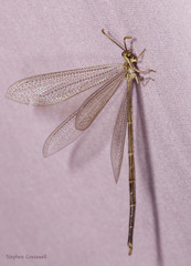 Brachynemurus