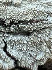 Hyphodontia arguta