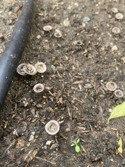 Cyathus olla