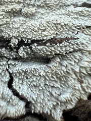 Hyphodontia arguta