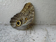 Caligo brasiliensis