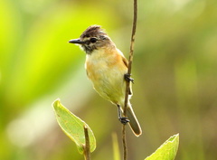 Polystictus pectoralis