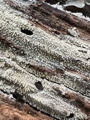 Hyphodontia arguta