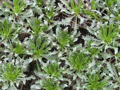 Grindelia ventanensis