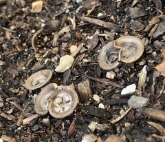 Cyathus olla