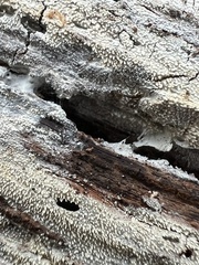 Hyphodontia arguta