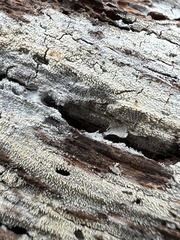 Hyphodontia arguta