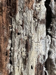 Hyphodontia arguta