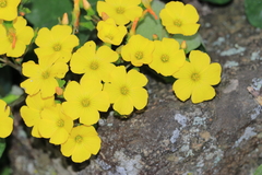 Oxalis megalorrhiza