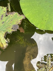 Egeria densa