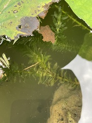 Egeria densa