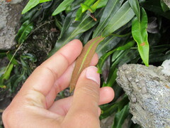 Polypodiaceae