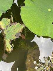 Egeria densa