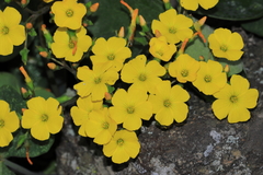Oxalis megalorrhiza