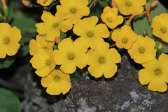 Oxalis megalorrhiza