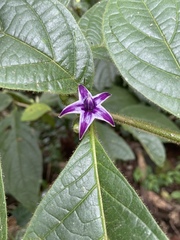 Lycianthes