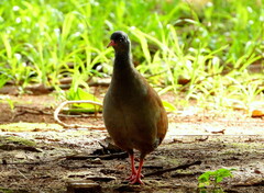 Crypturellus parvirostris