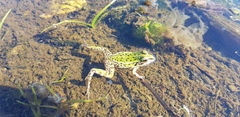 Pelophylax nigromaculatus