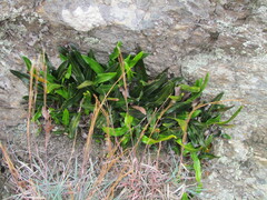 Polypodiaceae