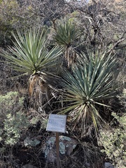 Yucca schottii