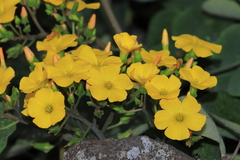 Oxalis megalorrhiza