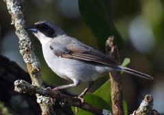 Neothraupis fasciata
