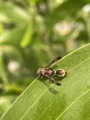Ropalidia guttatipennis