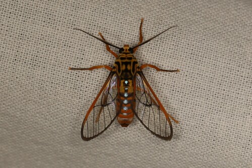 Abrochia fulvisphex